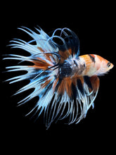 Load image into Gallery viewer, Male Crowntail - Candy #1242 - Live Betta Fish
