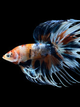 Load image into Gallery viewer, Male Crowntail - Candy #1242 - Live Betta Fish
