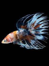 Load image into Gallery viewer, Male Crowntail - Candy #1242 - Live Betta Fish
