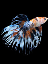 Load image into Gallery viewer, Male Crowntail - Candy #1242 - Live Betta Fish
