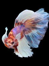 Load image into Gallery viewer, Male Halfmoon - Candy Dumbo #1243 - Live Betta Fish

