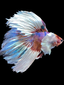 Male Halfmoon - Candy Dumbo #1243 - Live Betta Fish