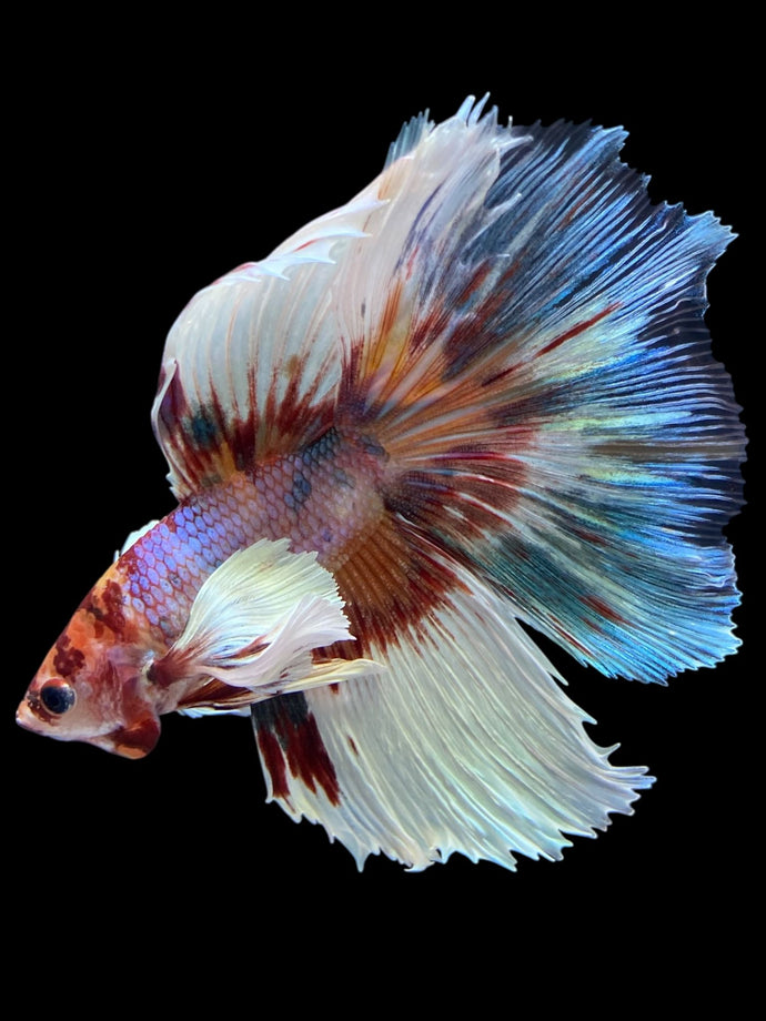 Male Halfmoon - Candy Dumbo #1243 - Live Betta Fish
