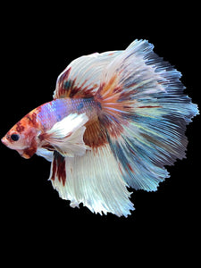 Male Halfmoon - Candy Dumbo #1243 - Live Betta Fish