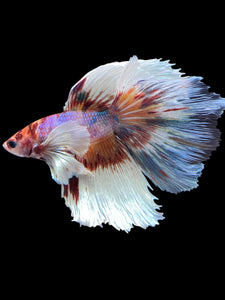 Male Halfmoon - Candy Dumbo #1243 - Live Betta Fish