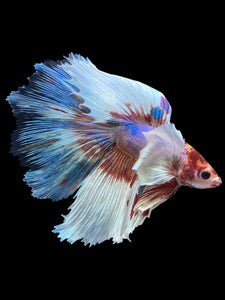 Male Halfmoon - Candy Dumbo #1243 - Live Betta Fish
