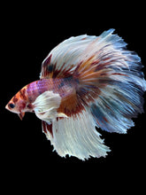 Load image into Gallery viewer, Male Halfmoon - Candy Dumbo #1243 - Live Betta Fish
