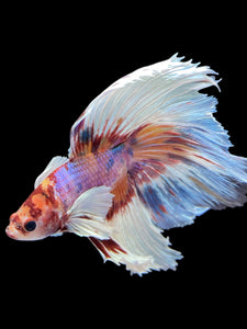 Male Halfmoon - Candy Dumbo #1243 - Live Betta Fish