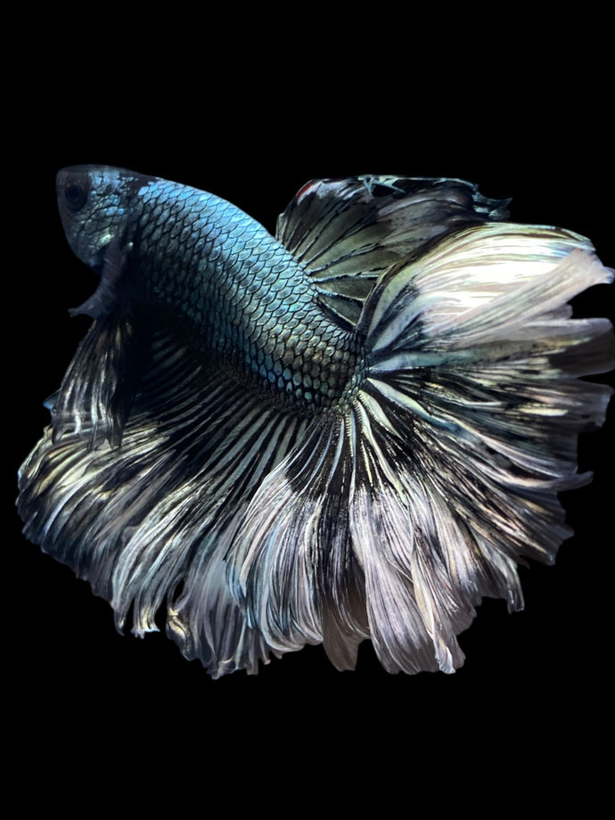 Male Rosetail - Copper #1244 - Live Betta Fish