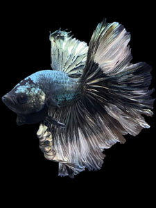 Male Rosetail - Copper #1244 - Live Betta Fish