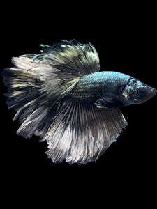 Male Rosetail - Copper #1244 - Live Betta Fish