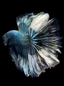 Male Rosetail - Copper #1244 - Live Betta Fish