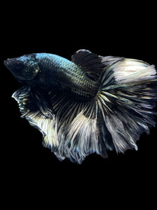Male Rosetail - Copper #1244 - Live Betta Fish