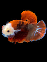 Load image into Gallery viewer, Male Halfmoon Plakat - Red FCCP #1246 - Live Betta Fish
