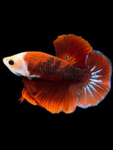 Load image into Gallery viewer, Male Halfmoon Plakat - Red FCCP #1246 - Live Betta Fish
