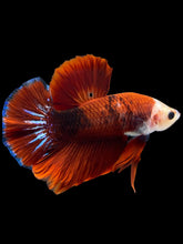 Load image into Gallery viewer, Male Halfmoon Plakat - Red FCCP #1246 - Live Betta Fish
