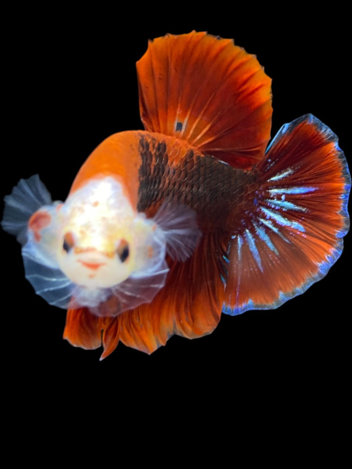 Male Halfmoon Plakat - Red FCCP #1246 - Live Betta Fish