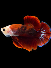 Load image into Gallery viewer, Male Halfmoon Plakat - Red FCCP #1246 - Live Betta Fish
