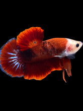 Load image into Gallery viewer, Male Halfmoon Plakat - Red FCCP #1246 - Live Betta Fish
