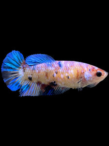 Female Halfmoon Plakat - Candy #124 - Live Betta Fish