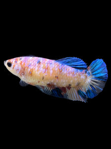 Female Halfmoon Plakat - Candy #124 - Live Betta Fish