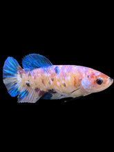 Load image into Gallery viewer, Female Halfmoon Plakat - Candy #124 - Live Betta Fish
