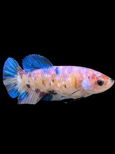 Female Halfmoon Plakat - Candy #124 - Live Betta Fish