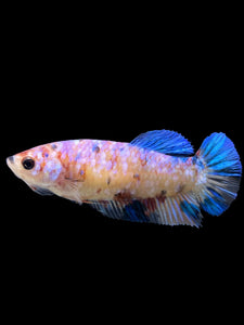 Female Halfmoon Plakat - Candy #124 - Live Betta Fish