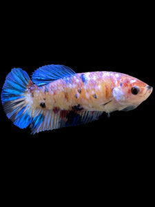 Female Halfmoon Plakat - Candy #124 - Live Betta Fish