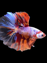 Load image into Gallery viewer, Male Halfmoon - Galaxy #1250 - Live Betta Fish
