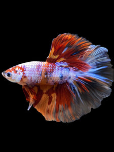 Male Halfmoon - Galaxy #1250 - Live Betta Fish