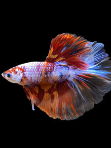 Male Halfmoon - Galaxy #1250 - Live Betta Fish