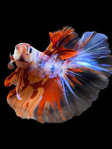 Male Halfmoon - Galaxy #1250 - Live Betta Fish