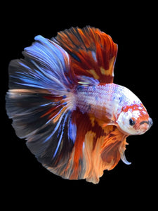 Male Halfmoon - Galaxy #1250 - Live Betta Fish