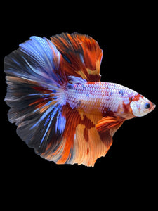 Male Halfmoon - Galaxy #1250 - Live Betta Fish