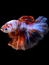 Load image into Gallery viewer, Male Halfmoon - Galaxy #1250 - Live Betta Fish
