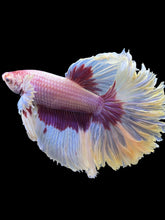Load image into Gallery viewer, Male Rosetail - Purple Butterfly #1252 - Live Betta Fish
