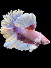 Load image into Gallery viewer, Male Rosetail - Purple Butterfly #1252 - Live Betta Fish
