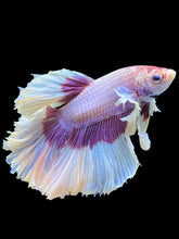 Load image into Gallery viewer, Male Rosetail - Purple Butterfly #1252 - Live Betta Fish

