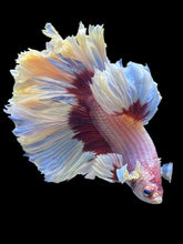 Load image into Gallery viewer, Male Rosetail - Purple Butterfly #1252 - Live Betta Fish
