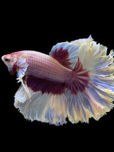 Load image into Gallery viewer, Male Rosetail - Purple Butterfly #1252 - Live Betta Fish
