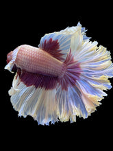 Load image into Gallery viewer, Male Rosetail - Purple Butterfly #1252 - Live Betta Fish
