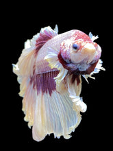 Load image into Gallery viewer, Male Rosetail - Purple Butterfly #1252 - Live Betta Fish
