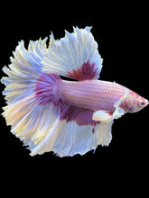Load image into Gallery viewer, Male Rosetail - Purple Butterfly #1252 - Live Betta Fish
