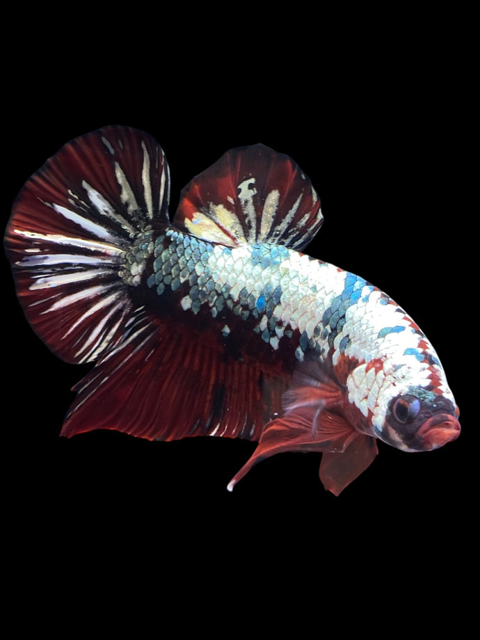 GIANT Male Halfmoon Plakat - Red Koi Copper #1255 - Live Betta Fish (SKIN TAG)