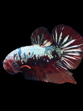 Load image into Gallery viewer, GIANT Male Halfmoon Plakat - Red Koi Copper #1255 - Live Betta Fish (SKIN TAG)
