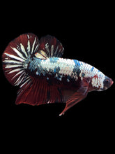 Load image into Gallery viewer, GIANT Male Halfmoon Plakat - Red Koi Copper #1255 - Live Betta Fish (SKIN TAG)
