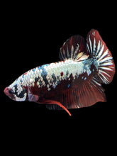 Load image into Gallery viewer, GIANT Male Halfmoon Plakat - Red Koi Copper #1255 - Live Betta Fish (SKIN TAG)
