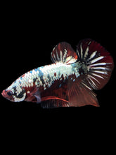 Load image into Gallery viewer, GIANT Male Halfmoon Plakat - Red Koi Copper #1255 - Live Betta Fish (SKIN TAG)
