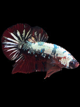 Load image into Gallery viewer, GIANT Male Halfmoon Plakat - Red Koi Copper #1255 - Live Betta Fish (SKIN TAG)
